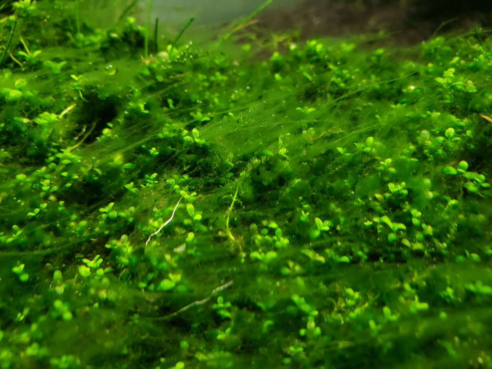 Algae identification and plan of attack. The Planted Tank Forum